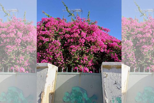 bougainvillea